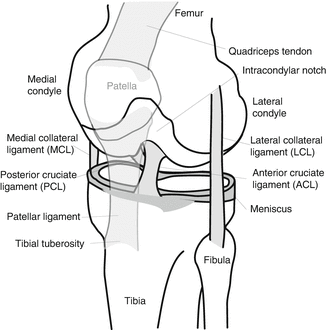 Hips and Thighs  Musculoskeletal Key