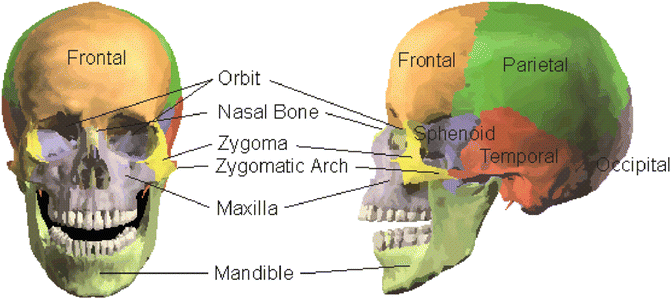 Skull and Facial Bone Injury Biomechanics | Musculoskeletal Key