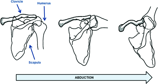 Shoulder  Musculoskeletal Key