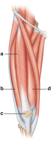 Quadricep Anatomy - Anatomy Drawing Diagram