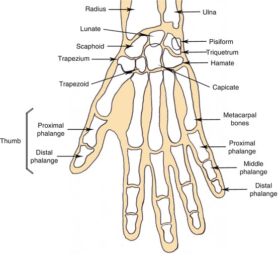 The Anatomy Of The Hand Musculoskeletal Key The Anatomy Of The Hand Musculoskeletal Key