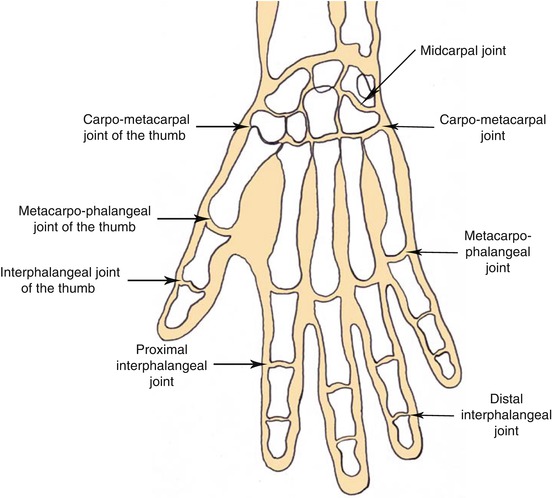 Thumb Joint Anatomy - Anatomy Diagram Book