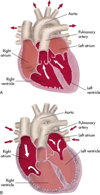 Cardiovascular System | Musculoskeletal Key