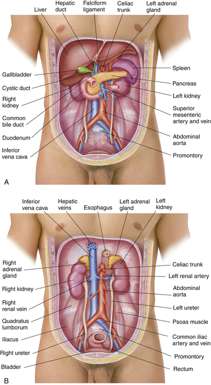 abdominal cavity organs