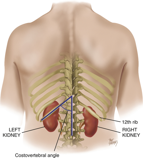 genitourinary-and-gynecological-systems-musculoskeletal-key