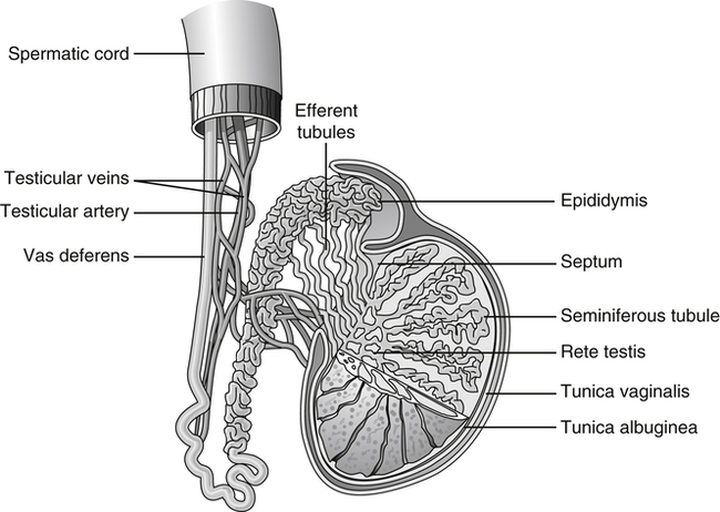 Genitourinary and Gynecological Systems | Musculoskeletal Key