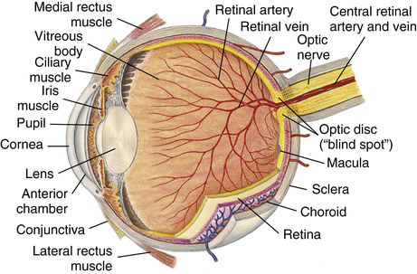 internal eye anatomy