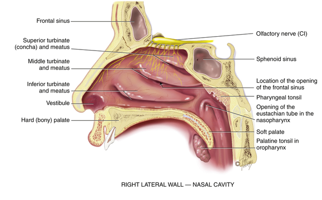 ear and nose anatomy