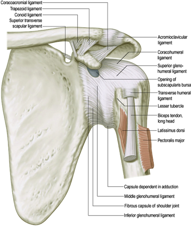 Common Shoulder Diagnoses Musculoskeletal Key