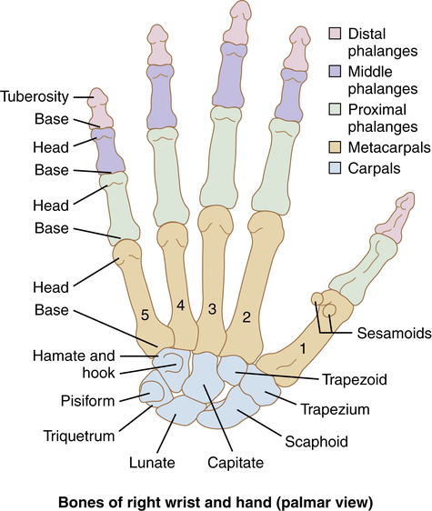 Hand Fractures | Musculoskeletal Key