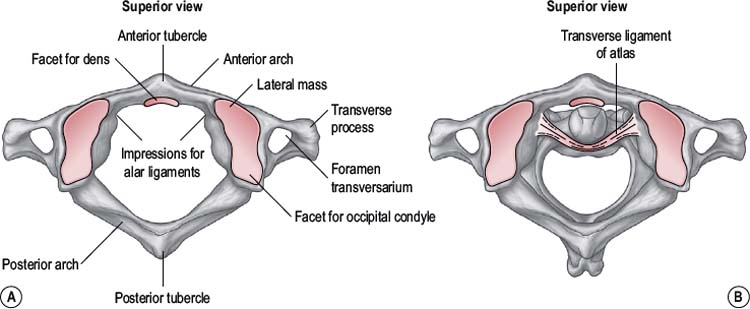 Upper cervical spine | Musculoskeletal Key