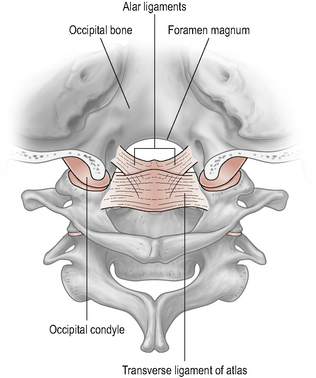 Upper Cervical Spine Musculoskeletal Key