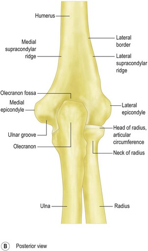 distal humerus anatomy osteoartrita articulațiilor periferice și a coloanei vertebrale
