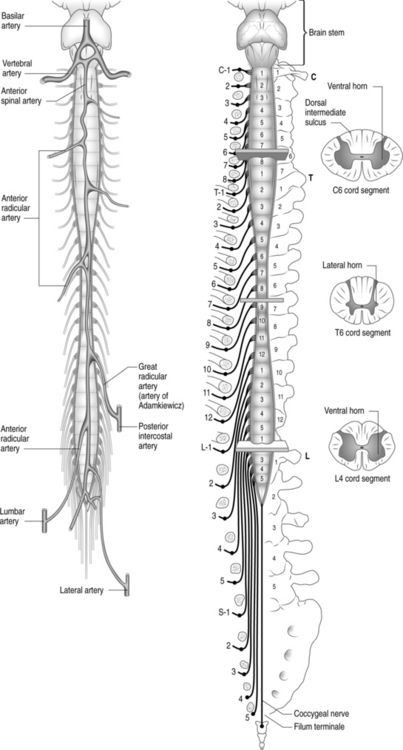 Developmental and Functional Anatomy of the Thoracic Spine ...