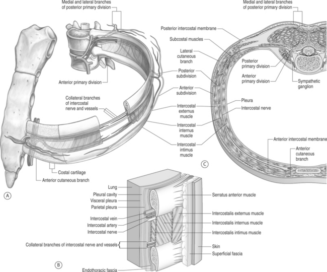 Developmental and Functional Anatomy of the Thoracic Spine