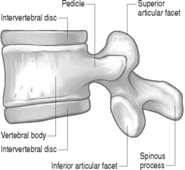 Developmental and Functional Anatomy of the Lumbar Spine