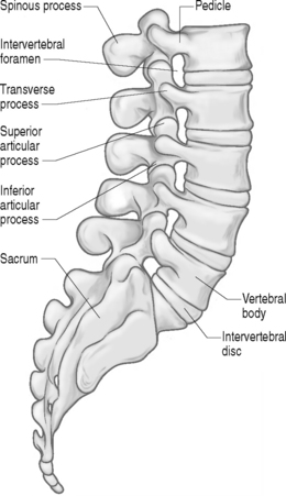 Developmental and Functional Anatomy of the Lumbar Spine ...
