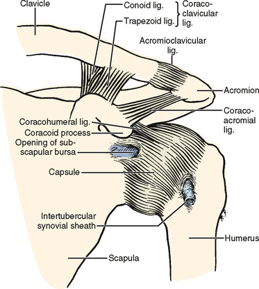 Biomechanics of the Shoulder | Musculoskeletal Key