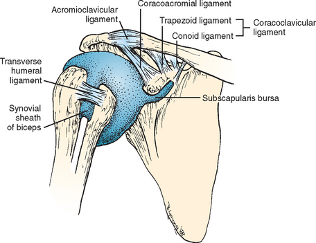 The Biceps Tendon | Musculoskeletal Key