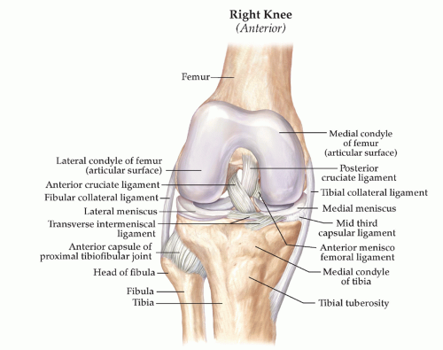 Tibial Pursuit: How to identify and side the tibia