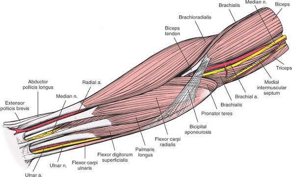 Extensor tendon of the forearm