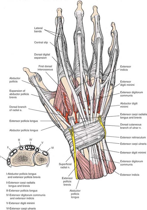 Wrist Tendon Anatomy