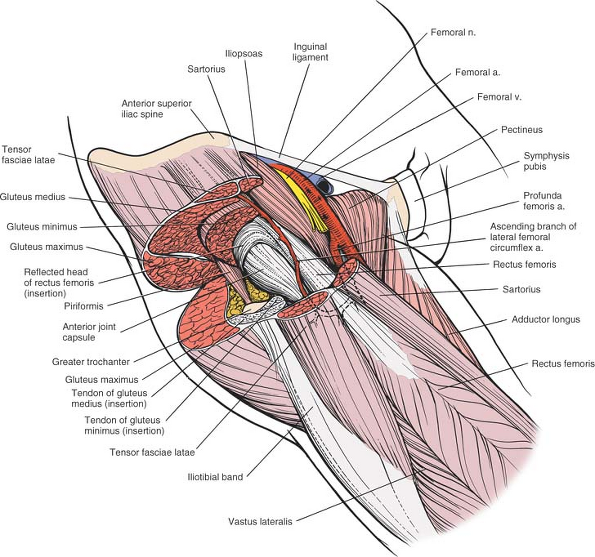 The Hip Musculoskeletal Key