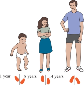 Reference | Musculoskeletal Key