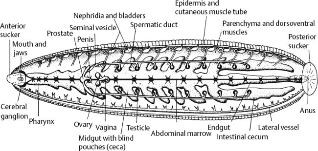 leech external anatomy