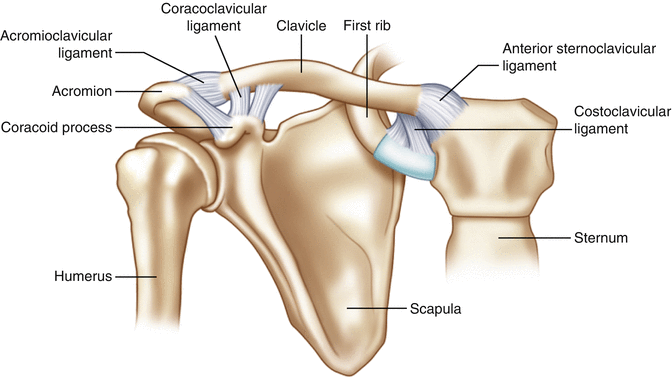 ligament acromioclavicular