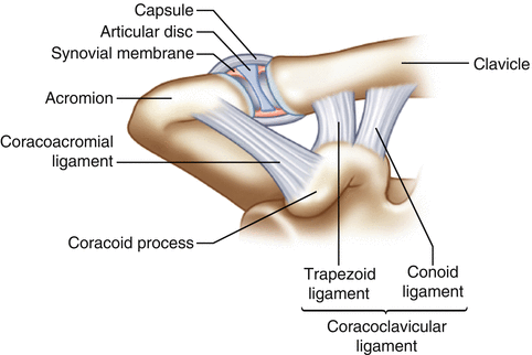 Er Søgemaskine optimering to The Acromioclavicular Joint | Musculoskeletal Key
