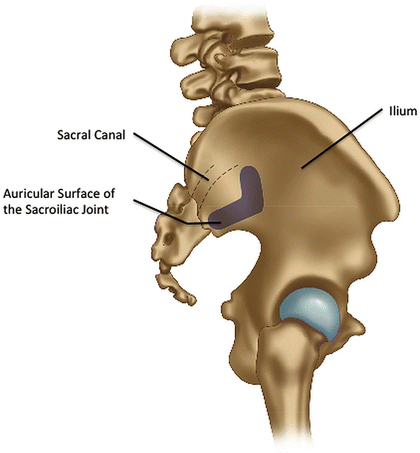 sacroiliac joint surface anatomy