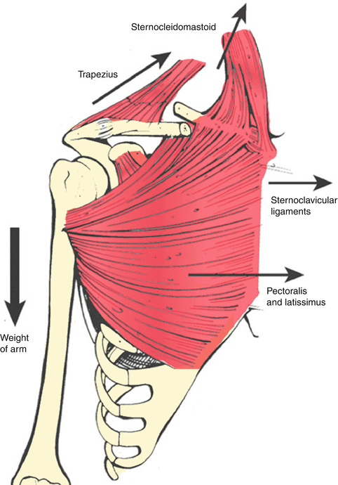 Clavicle Muscle Attachments