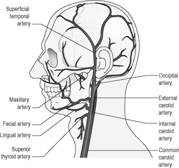 The cardiovascular system | Musculoskeletal Key