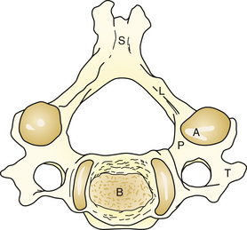 cervical vertebrae anatomy unlabeled