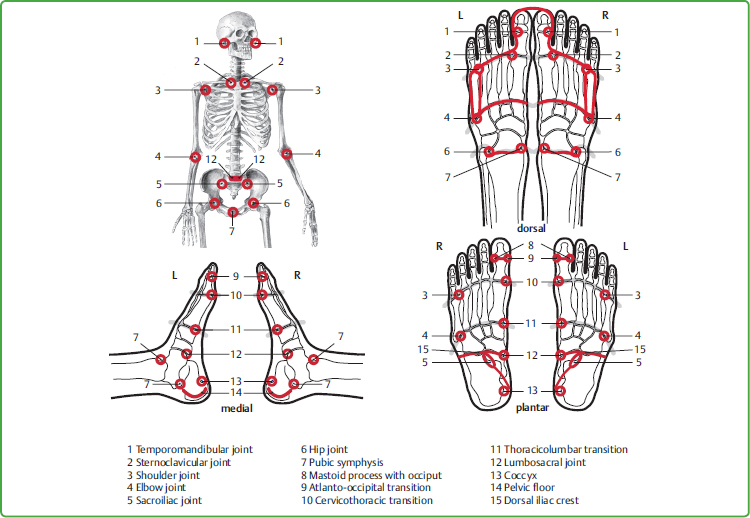 Interrelationships between Zones of the Feet and Meridians