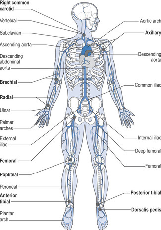 1: Neuromusculoskeletal Anatomy | Musculoskeletal Key