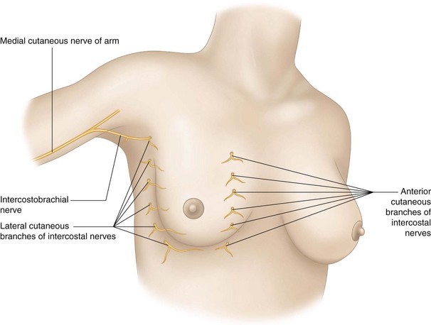 Vessels of the breast