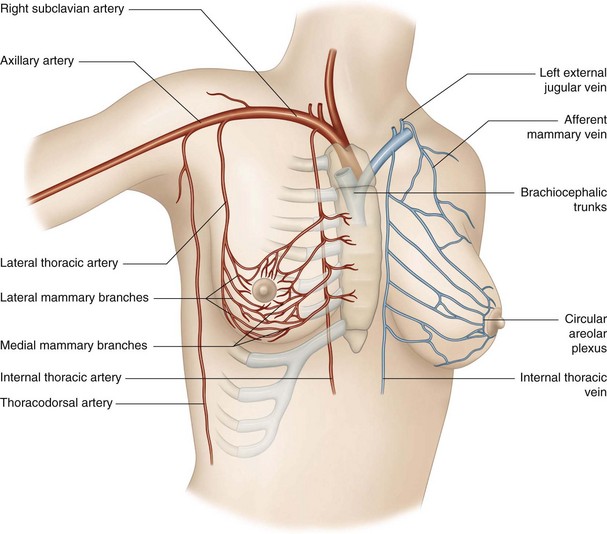 Vessels of the breast