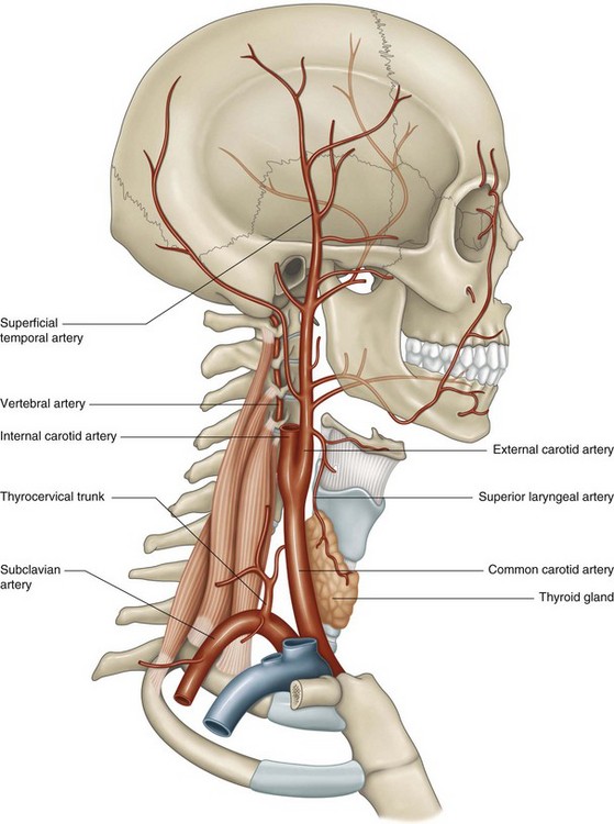 external carotid artery