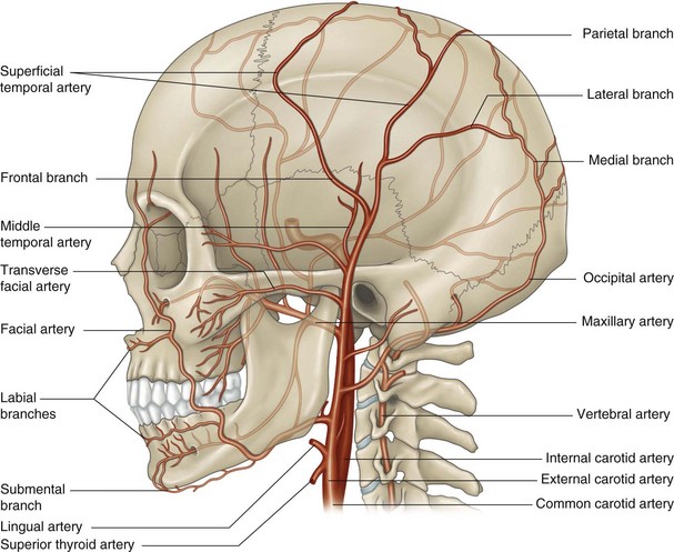 The superficial temporal artery | Musculoskeletal Key