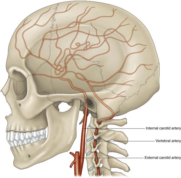 The Internal Carotid Artery And Its Branches Musculoskeletal Key