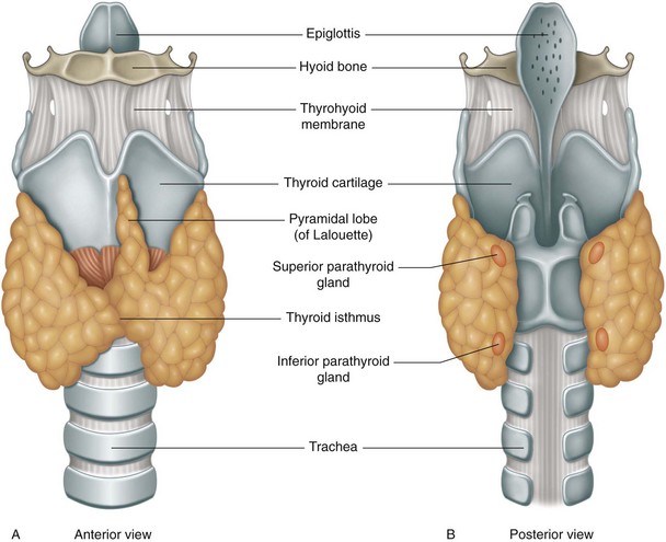 anterior view of thyroid gland
