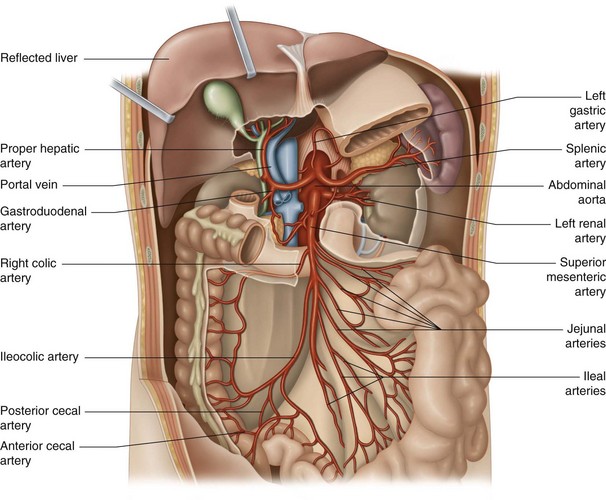 vessels-of-the-intestine-musculoskeletal-key