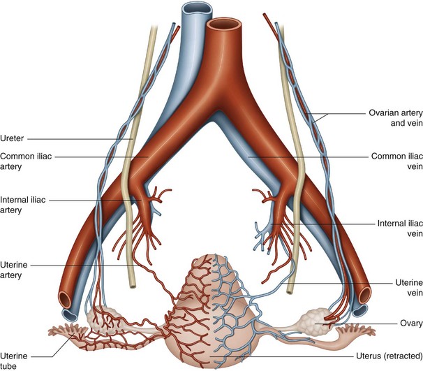 Uterine vessels | Musculoskeletal Key