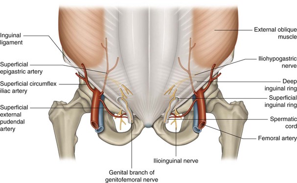 Inguinal Canal - Lecture notes Notes - Inguinal Canal The inguinal canal is  located in between the - Studocu