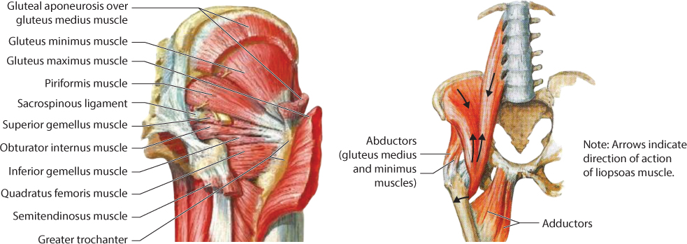 Femoral muscle