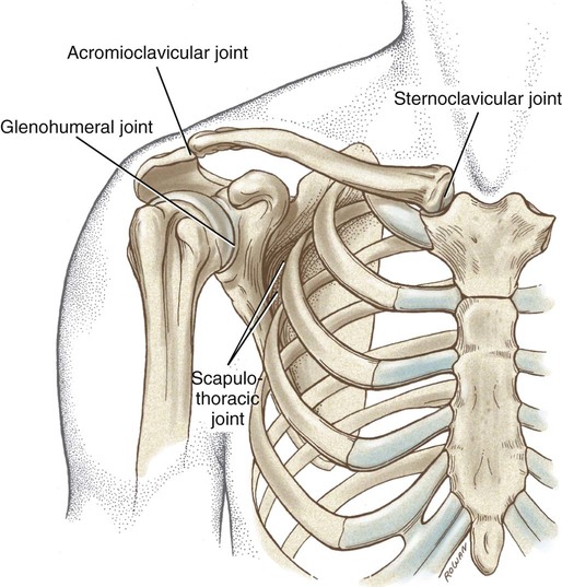 Anatomy and Function of the Shoulder