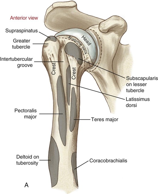 Structure and Function of the Shoulder Complex | Musculoskeletal Key