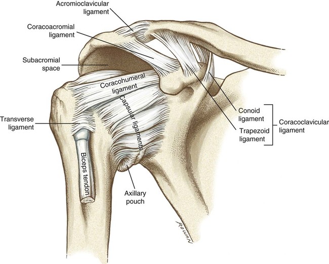Structure and Function of the Shoulder Complex | Musculoskeletal Key